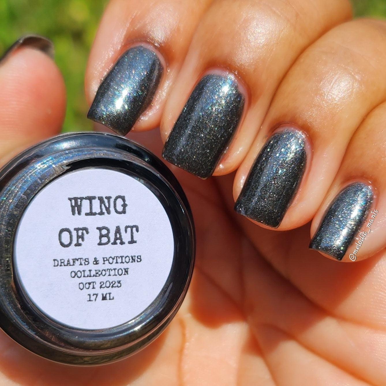 Wing of Bat