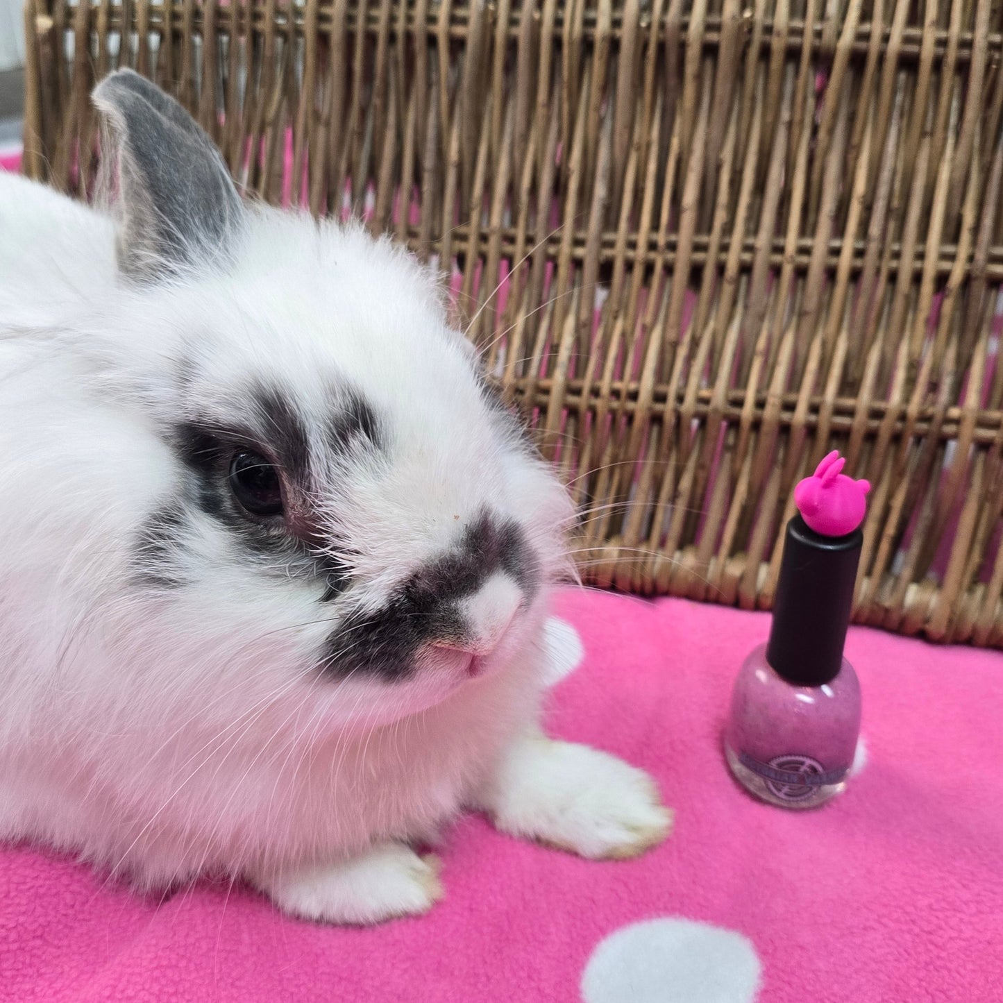 BUNNY BOOPS