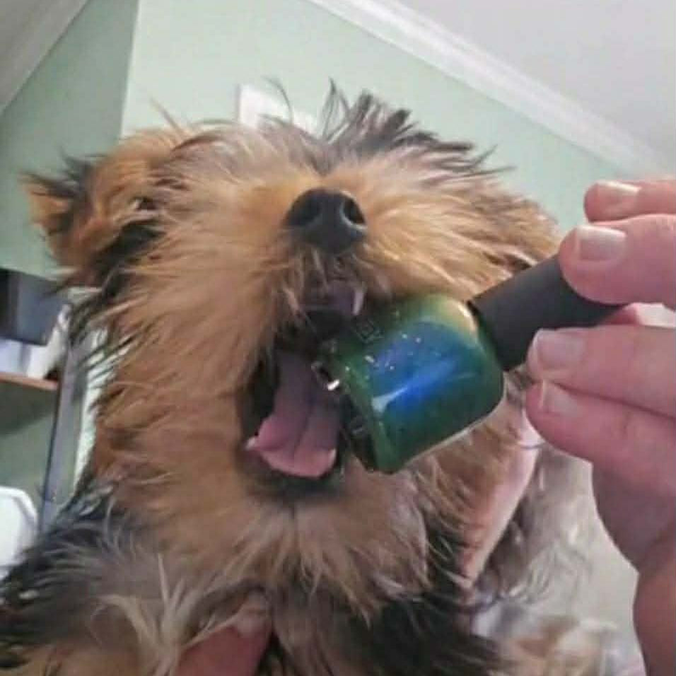 COSMIC CHOMPERS (IGP THERMAL)