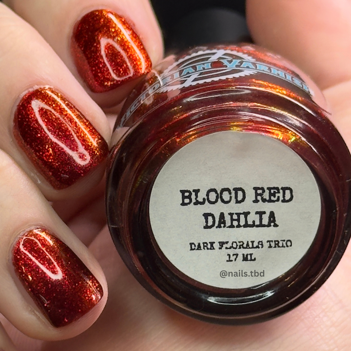 BLOOD RED DAHLIA