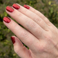 BLOOD RED DAHLIA
