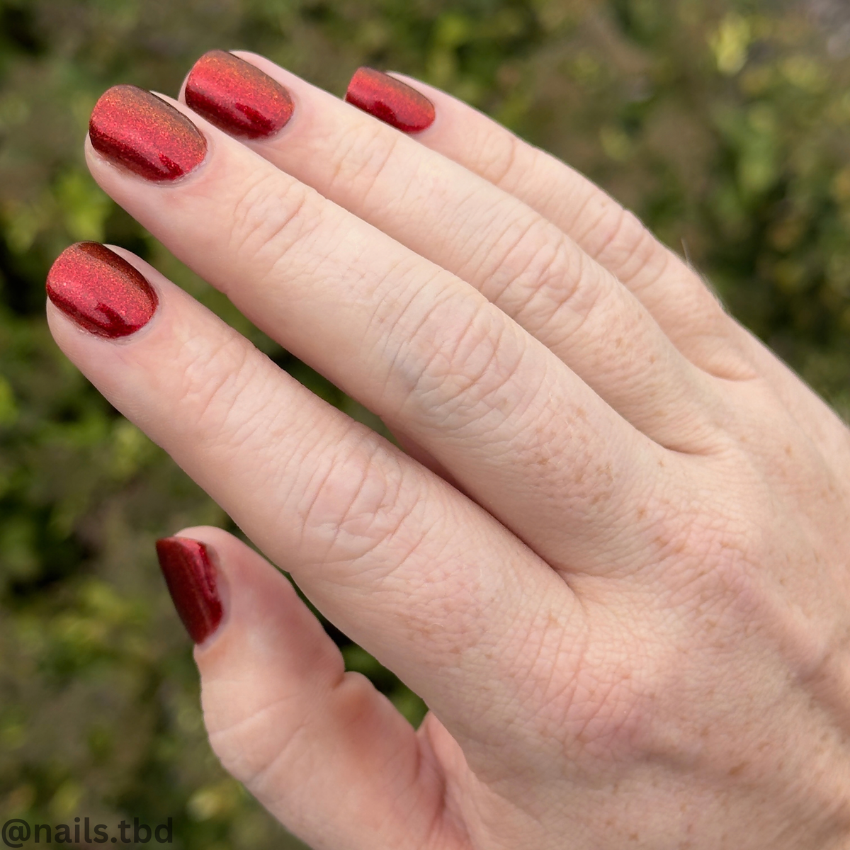 BLOOD RED DAHLIA