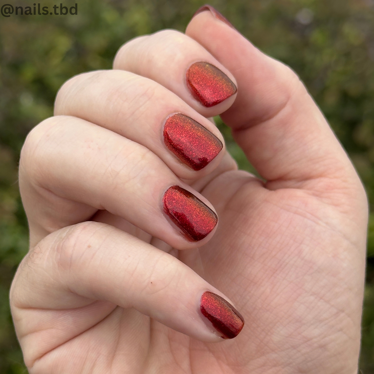 BLOOD RED DAHLIA