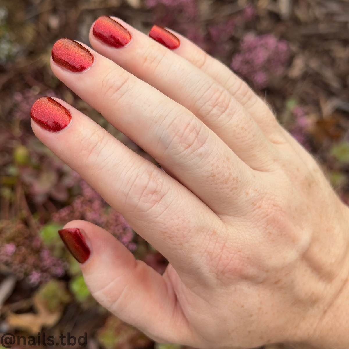 BLOOD RED DAHLIA