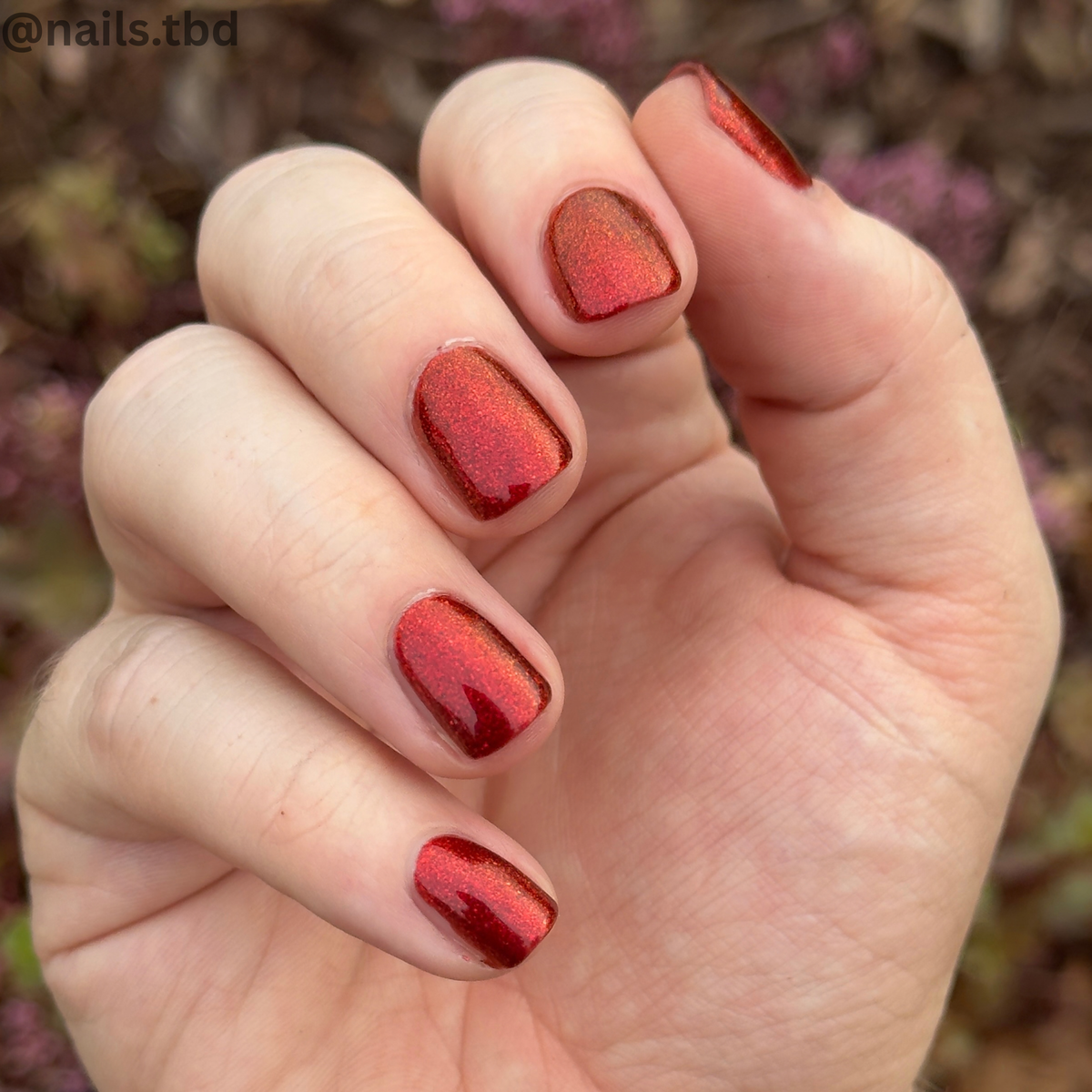 BLOOD RED DAHLIA