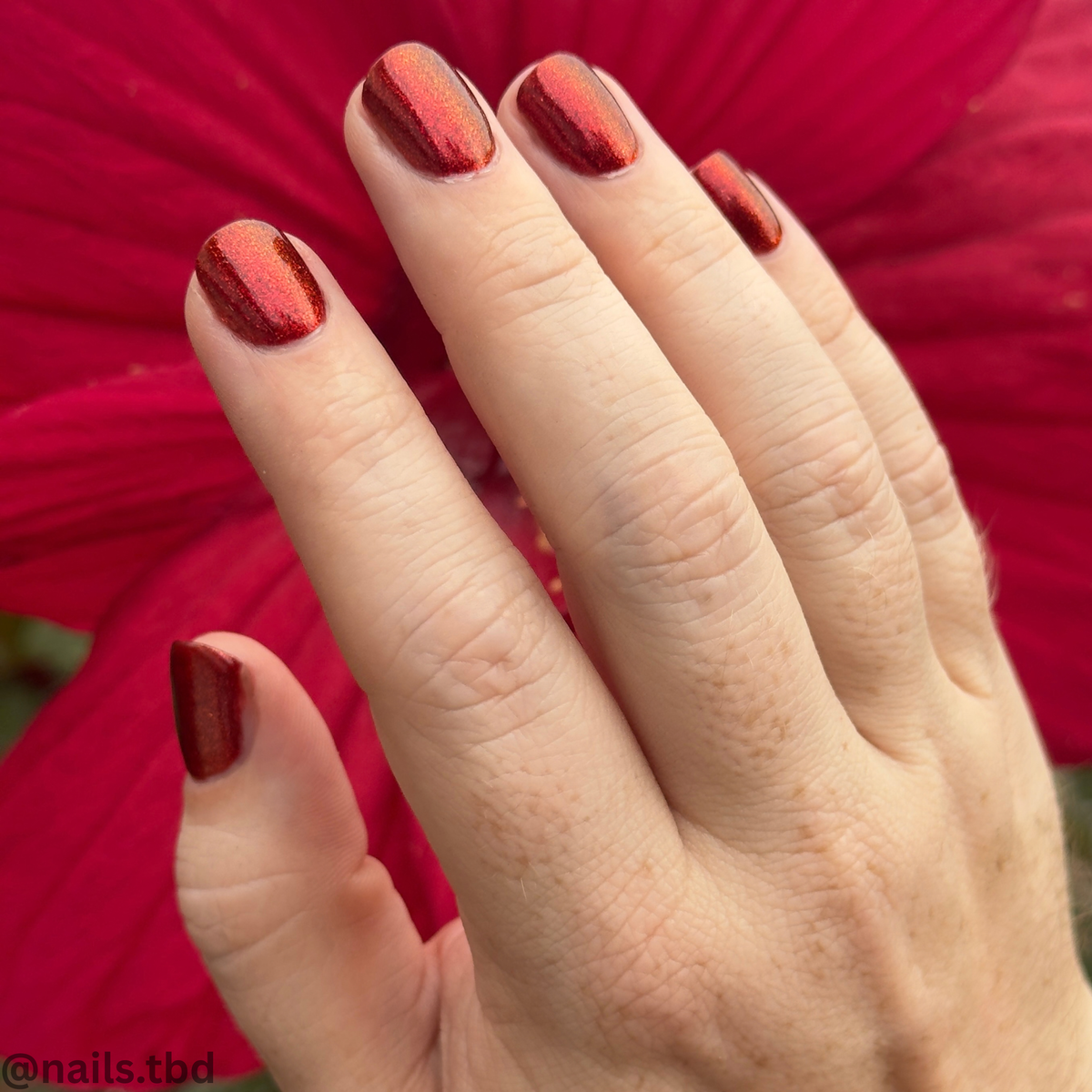 BLOOD RED DAHLIA