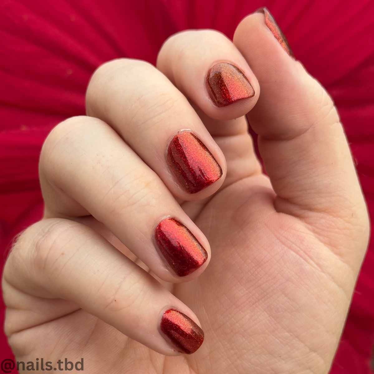 BLOOD RED DAHLIA