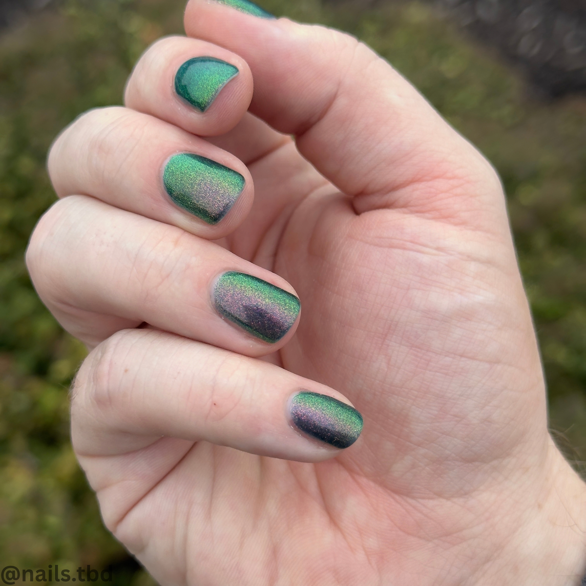 MIDNIGHT MYSTIC HYACINTH