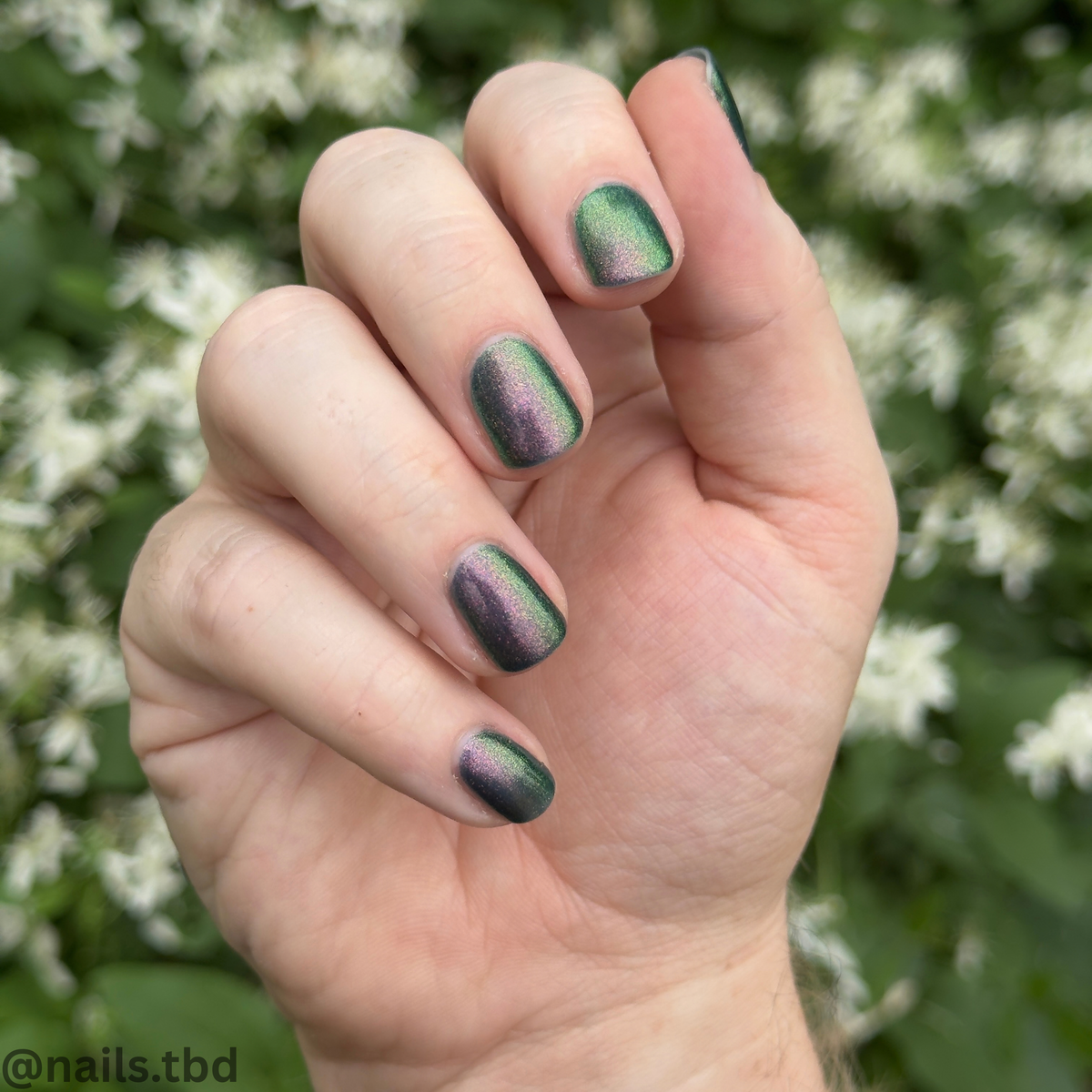 MIDNIGHT MYSTIC HYACINTH