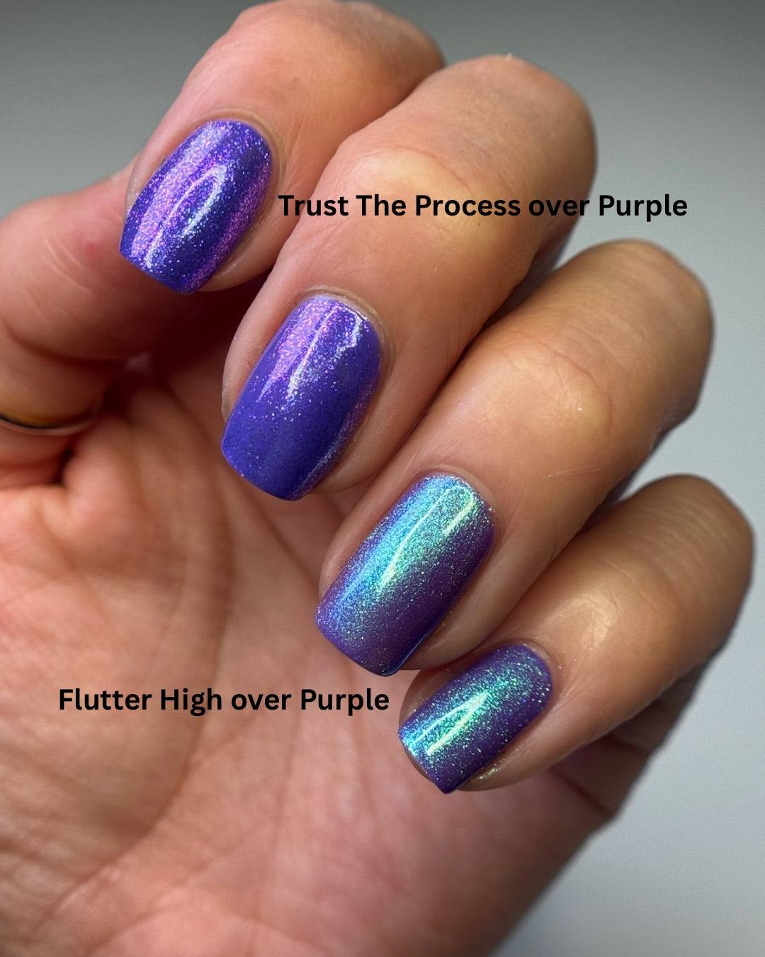 FLUTTER FEST DUO