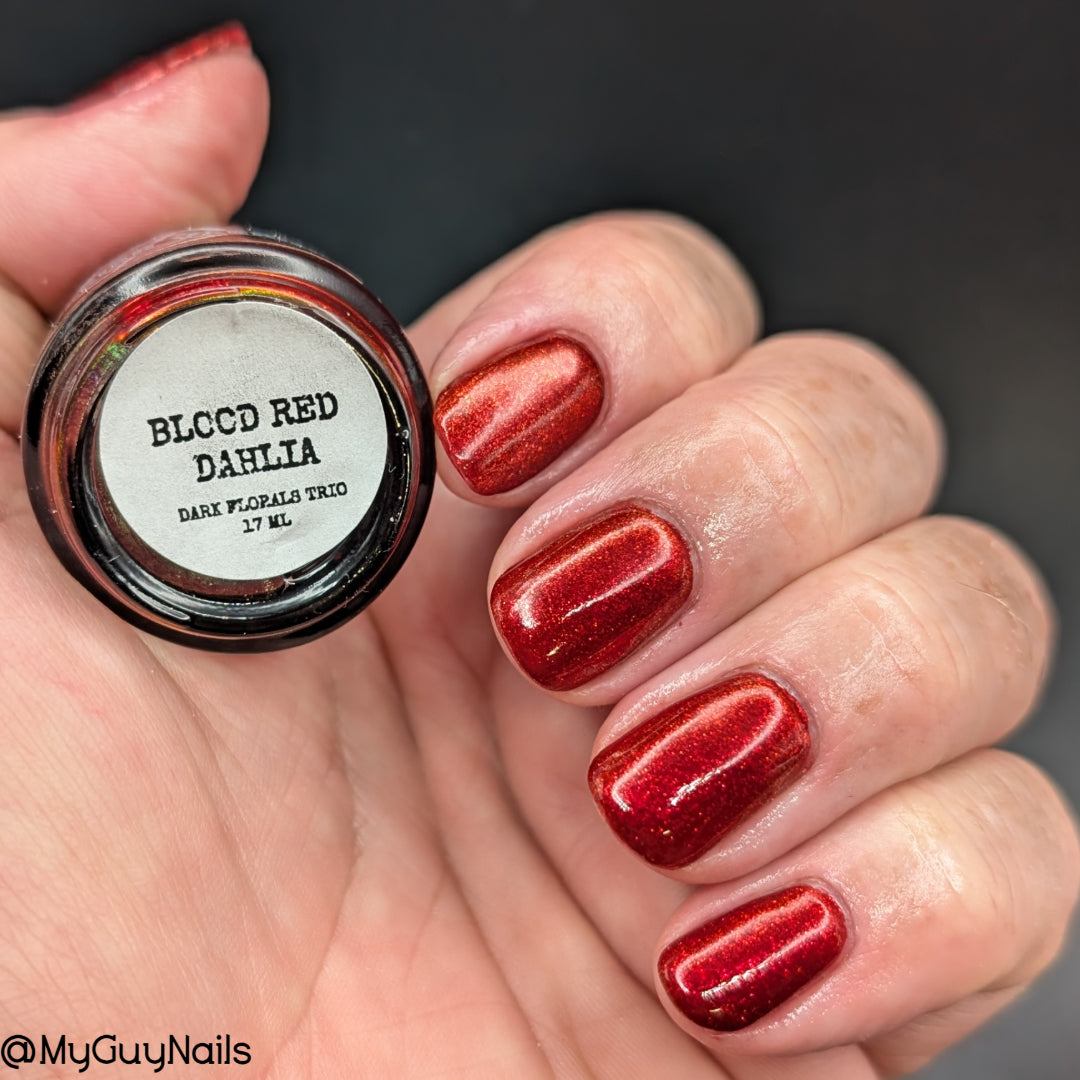 BLOOD RED DAHLIA